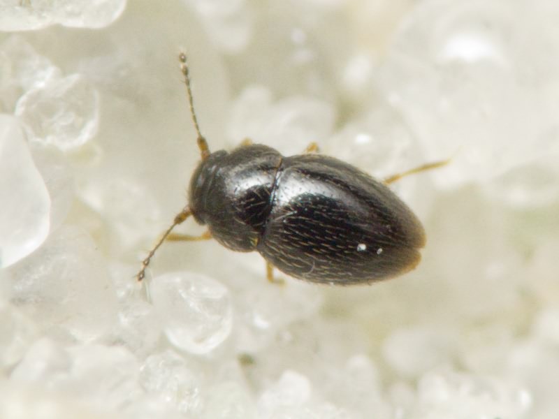 Ptenidium Erichson, 1845